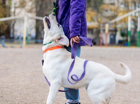 Paseador canino Odikan