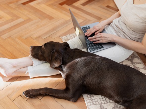 Residencia y guardería canina