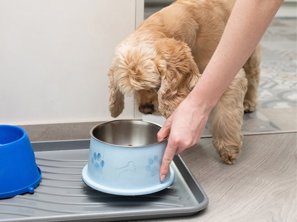 Nutrición canina Odikan